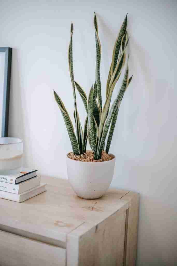Snake Plant