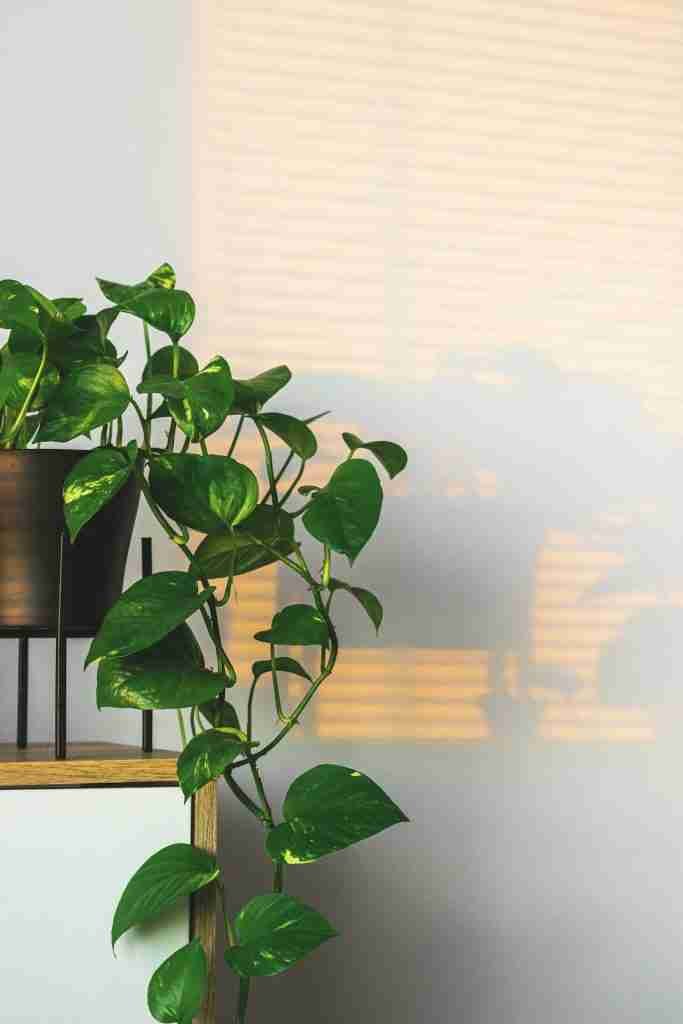Pothos