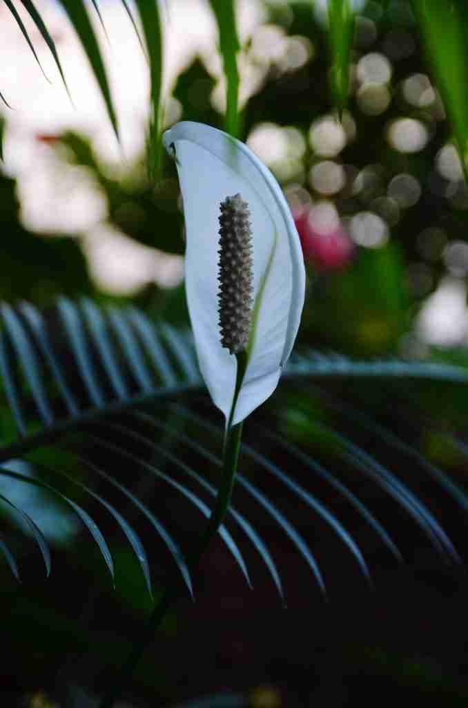Spathiphyllum