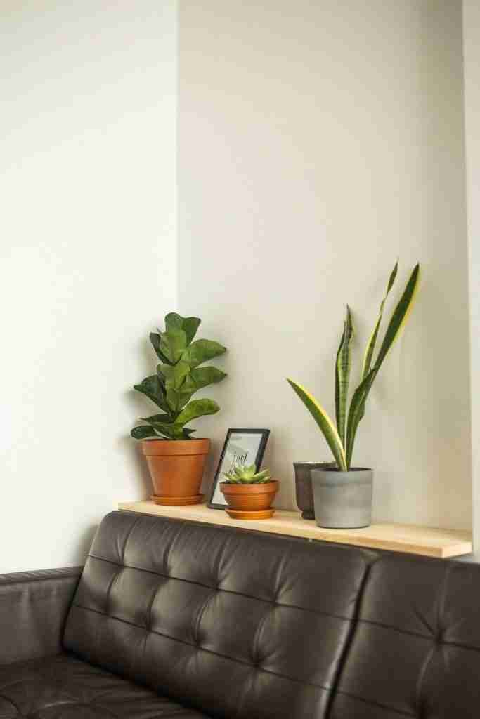 apartment friendly indoor plants