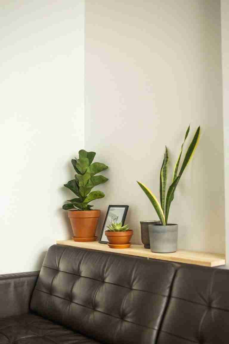 apartment friendly indoor plants